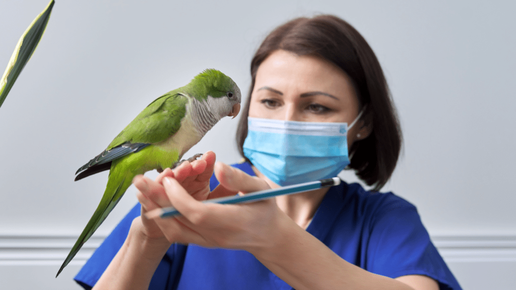 pet bird in hospital