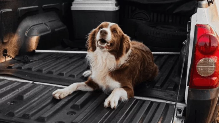 keeping your dog safe in the back of a ute