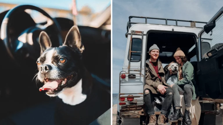 travelling with your family dog