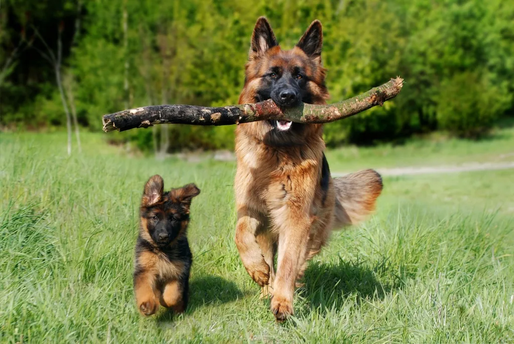 German breeds of dogs