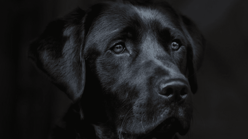 labrador retriever