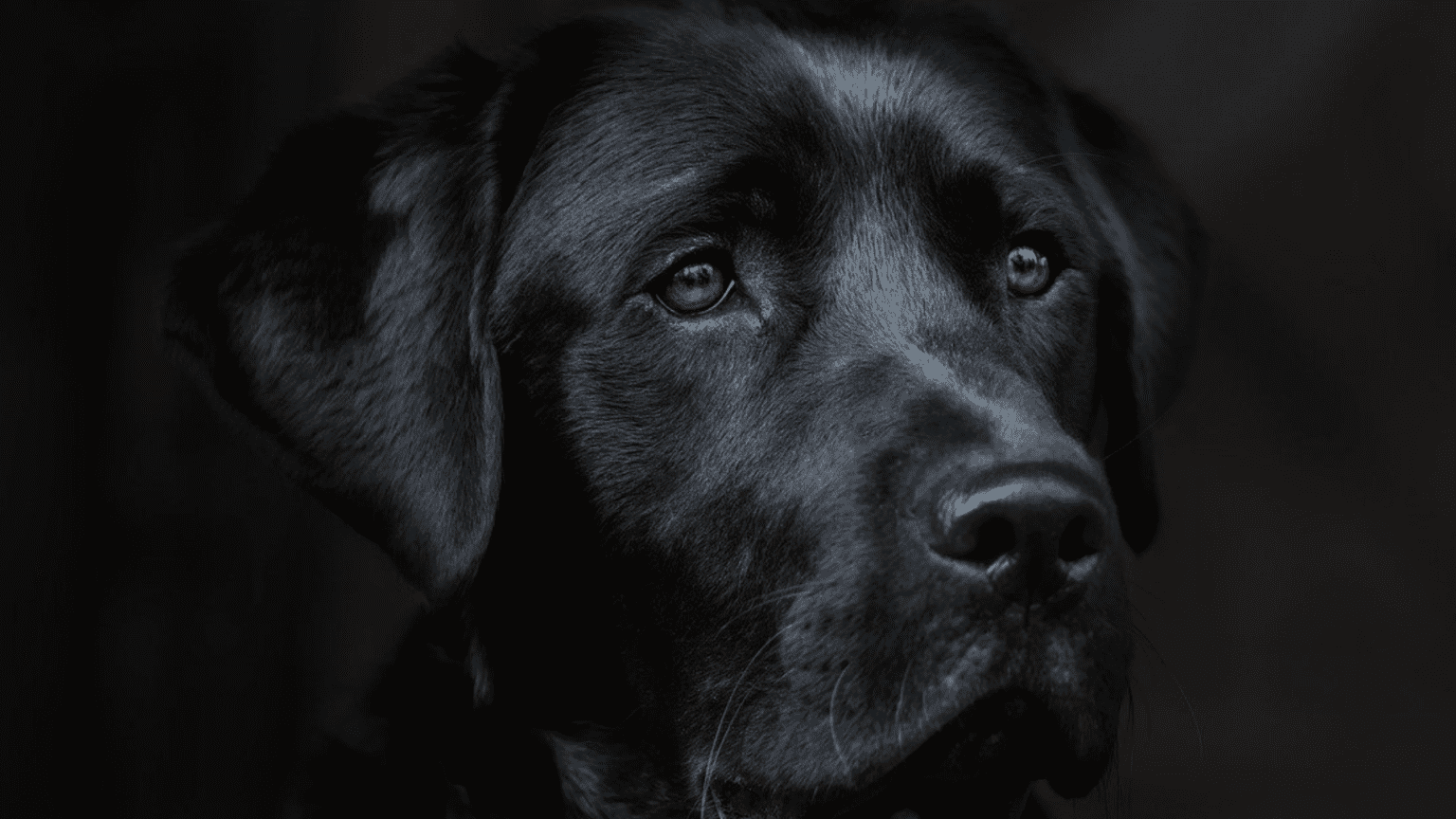 Popular Lab The Popular Labrador Retriever. - My Pet Support