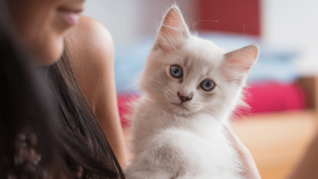 the beautiful ragdoll cat